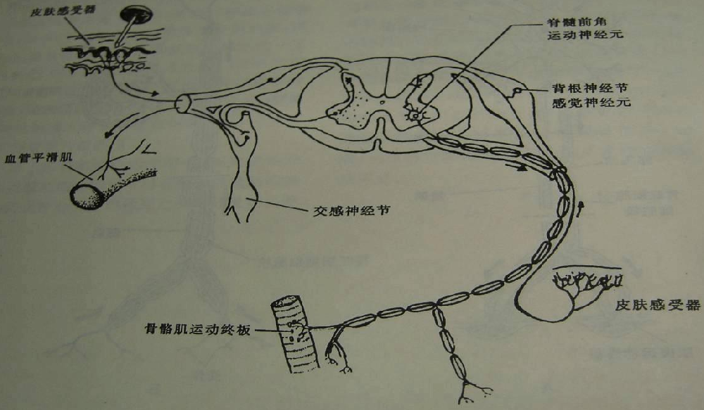 周围神经损伤应该做哪些检查？