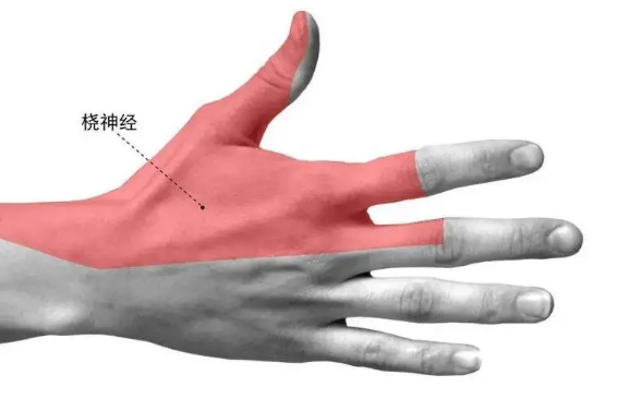 桡神经损伤要如何治疗?
