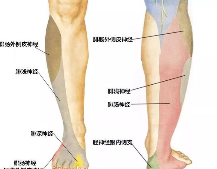 腓总神经损伤如何治疗?