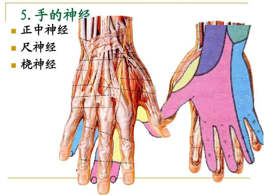 桡神经损伤的治疗方法有哪些?