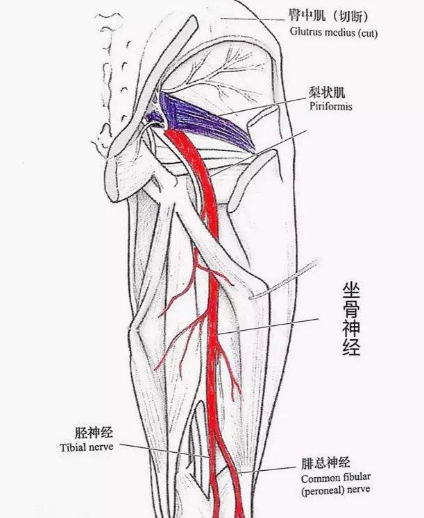 腓总神经损伤的护理方法