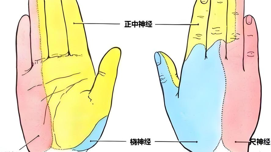 一文读懂：手部神经损伤与各类掌形类型表现