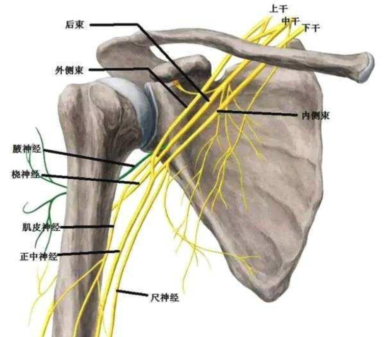 意外摔倒后手臂抬不起?小心是臂丛神经受损害