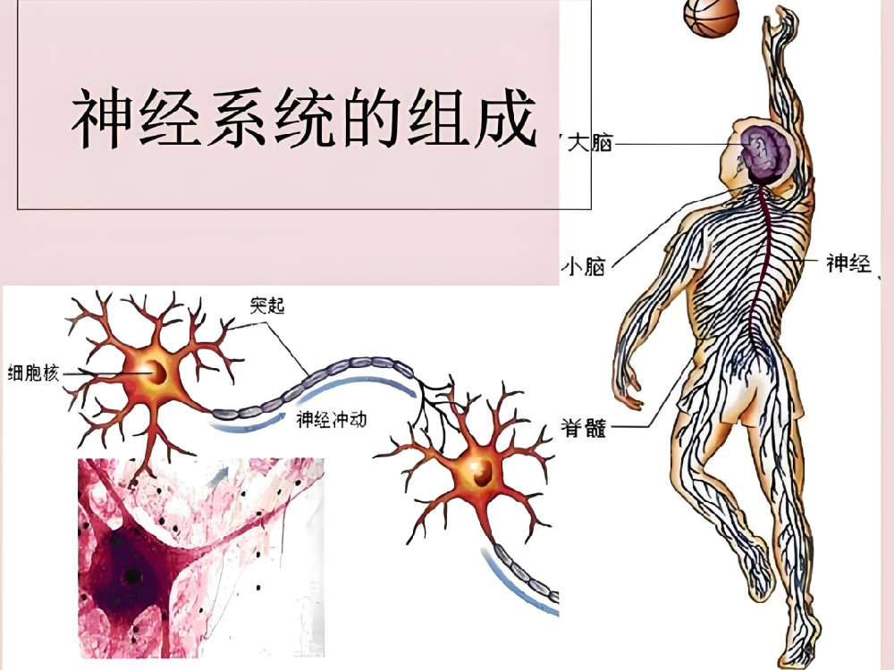 神经损伤恢复慢?这几个关键因素你一定要知道